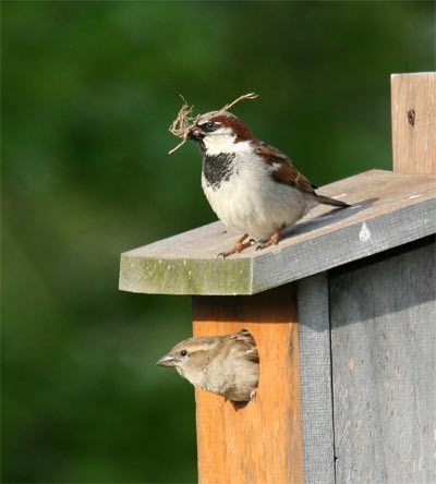 House Sparrows