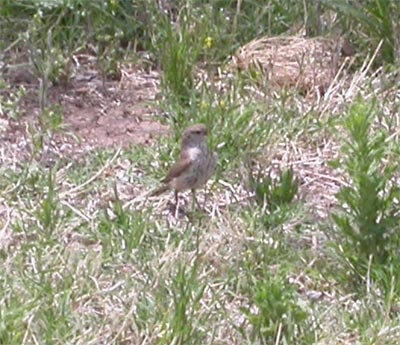 House Wren