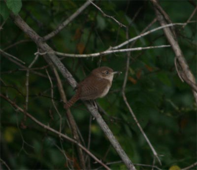 House Wren