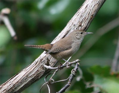 House Wren