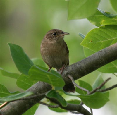 House Wren