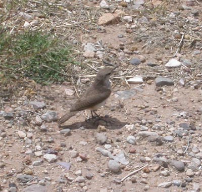 House Wren