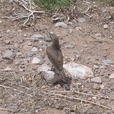 House Wren