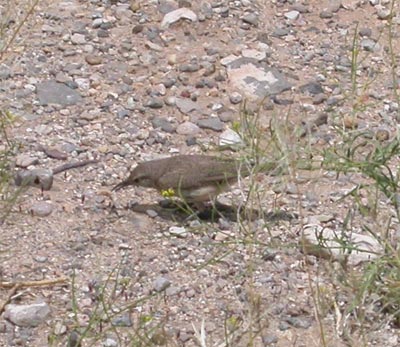 House Wren