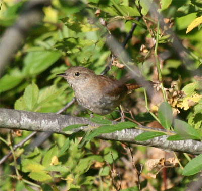 House Wren