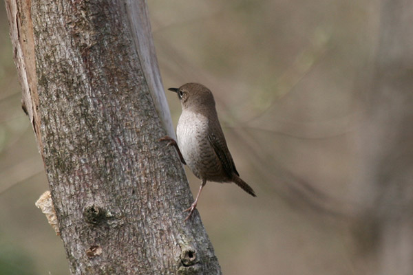 House Wren