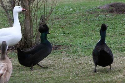 Bay Area Park Ducks