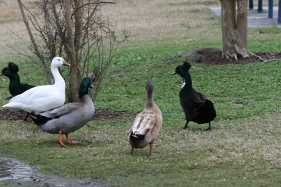 Bay Area Park Ducks
