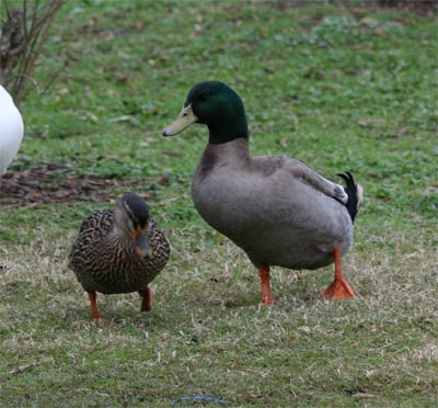 Bay Area Park Ducks