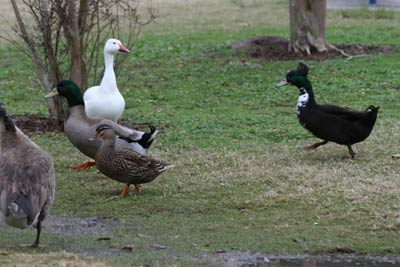 Bay Area Park Ducks