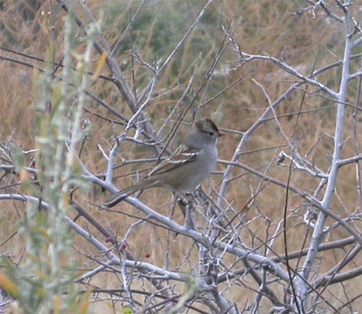 Immature White Crowned Sparrow