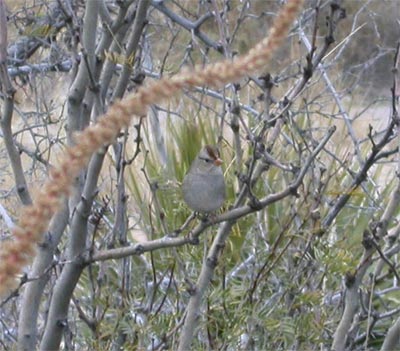 Immature White Crowned Sparrow