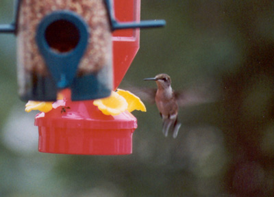 Ruby-throated Hummingbird