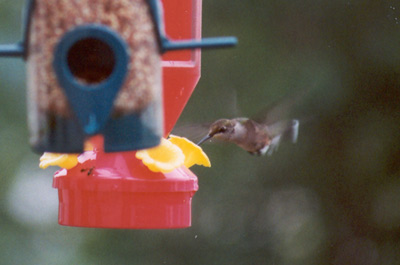 Ruby-throated Hummingbird