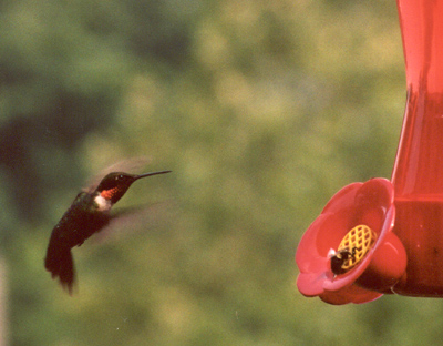 Ruby-throated Hummingbird