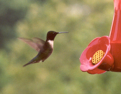 Ruby-throated Hummingbird