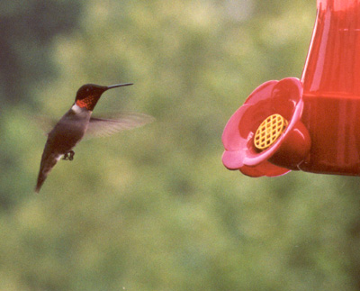 Ruby-throated Hummingbird