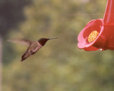 Ruby-throated Hummingbird