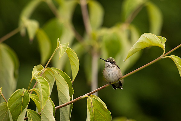 Ruby-throated Hummingbird