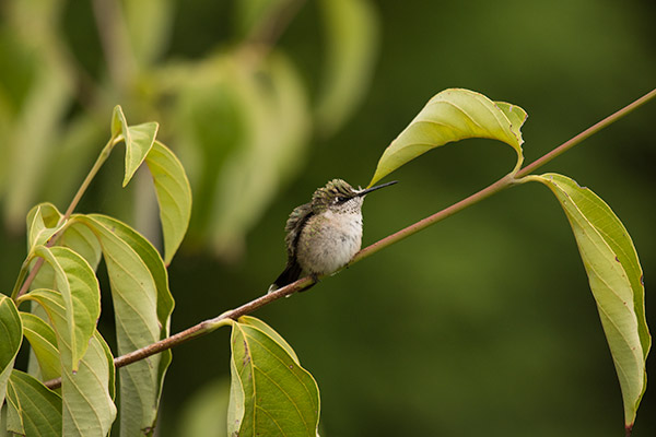 Ruby-throated Hummingbird