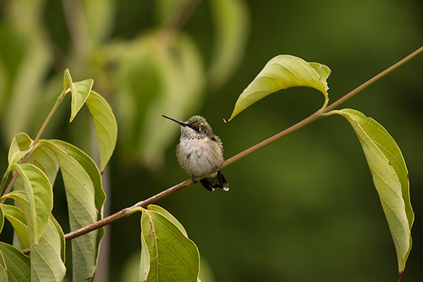 Ruby-throated Hummingbird