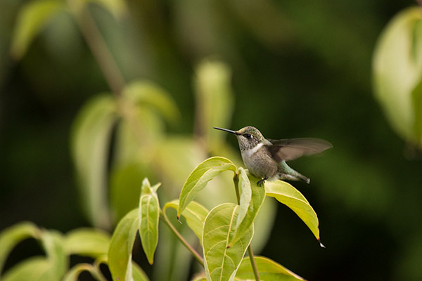 Ruby-throated Hummingbird