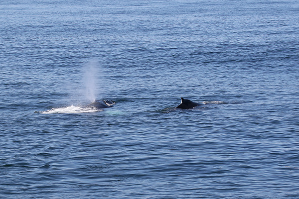 Humpback Whale