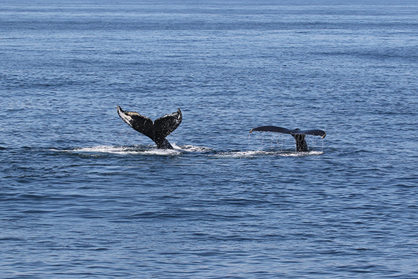 Humpback Whale