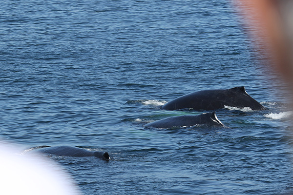 Humpback Whale