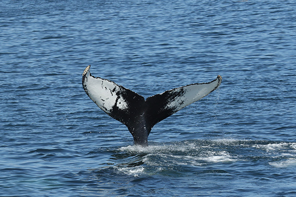 Humpback Whale