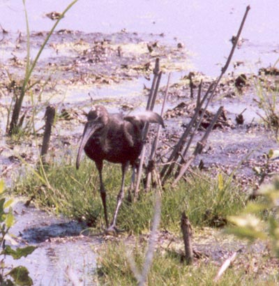 Ibis