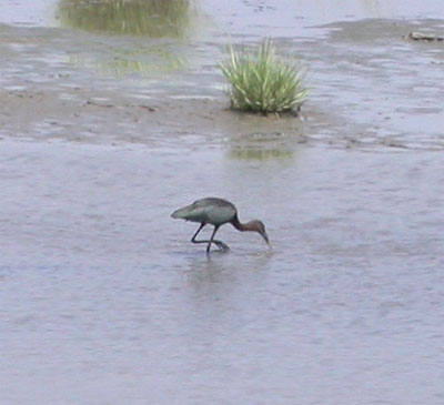 Ibis