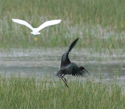 Glossy Ibis Landing