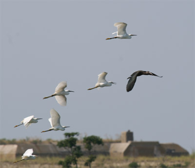 Glossy Ibis and Snowy Egrets