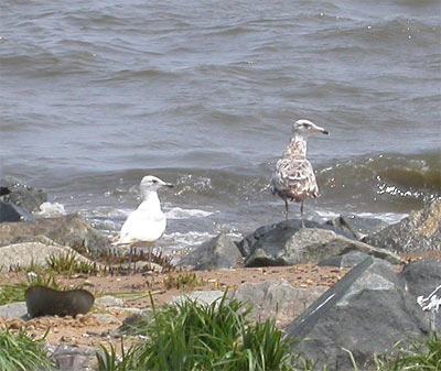 Iceland Gull