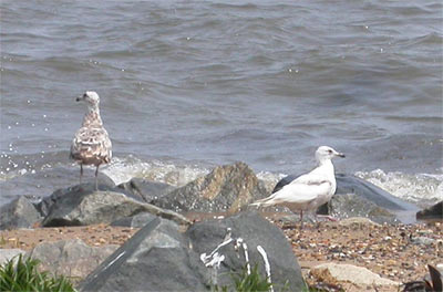 Iceland Gull