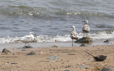 Iceland Gull