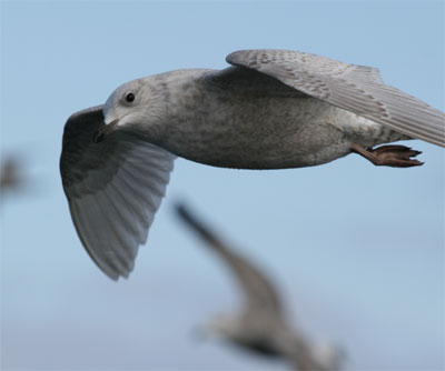 Iceland Gull