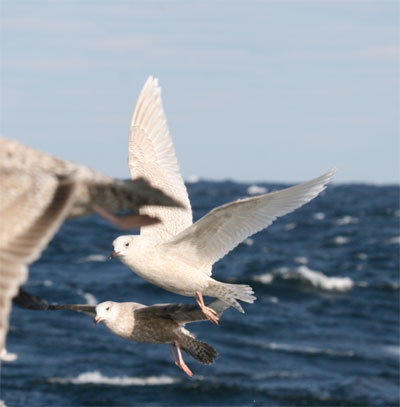 Iceland Gull