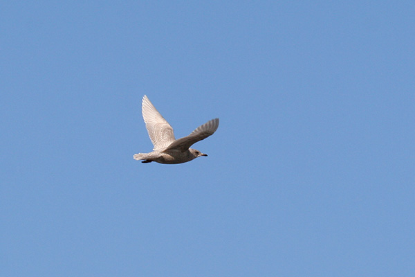 Iceland Gull