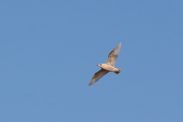 Iceland Gull