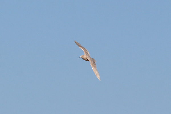 Iceland Gull