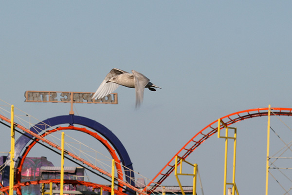 Iceland Gull