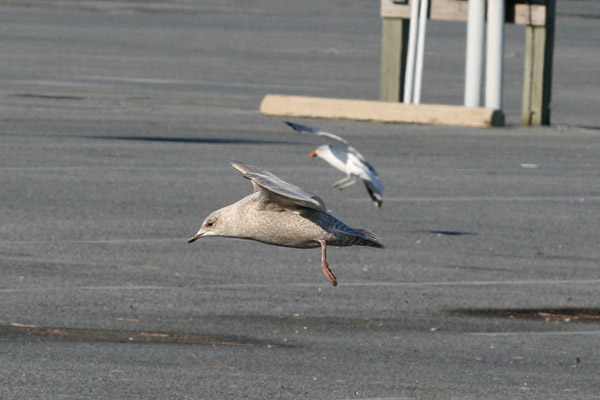 Iceland Gull