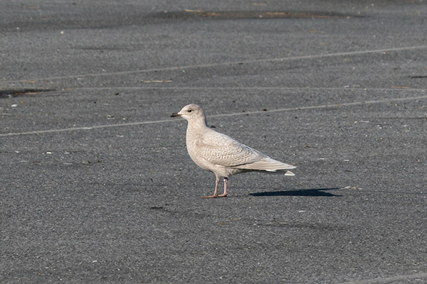 Iceland Gull