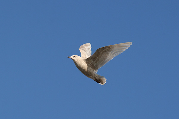 Iceland Gull