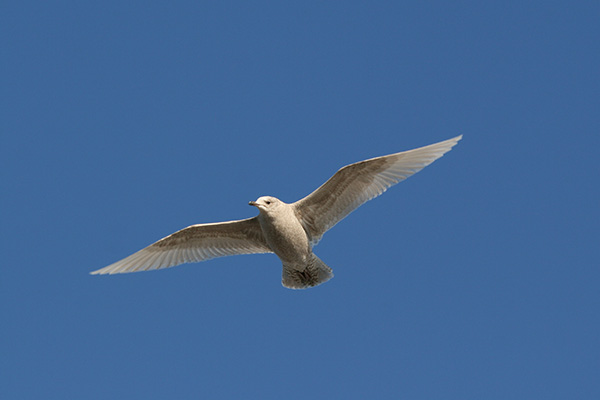 Iceland Gull