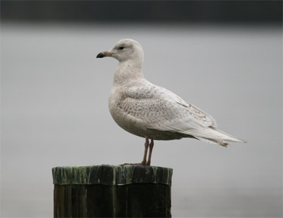 Iceland Gull