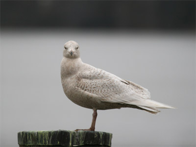 Iceland Gull