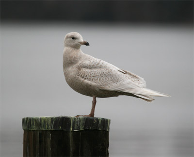 Iceland Gull